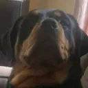 sadboyslick