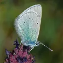 glaucopsyche