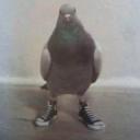 pigeonsoar