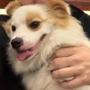 jaehaerysdev