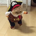 notjarsi