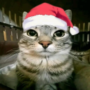 avatar santa paws