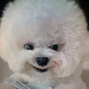 zen_puppy_89537