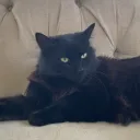 leviyt