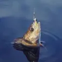 dyingfishy