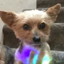 gnorxy