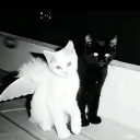 avatar 𝕡𝕨𝕚𝕟𝕔𝕖𝕤𝕤 ୨ৎ