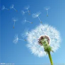 wind9999