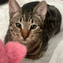 avatar Central Cee fan girl