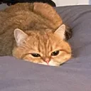 catoissant