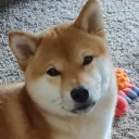 ibork