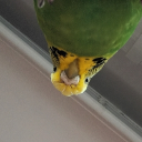 avatar Mister_Giraffe