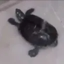 bobtheturtlevr
