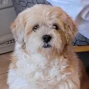 deryo