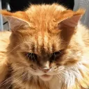 trav.esty
