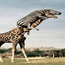 camboibro228999#0 avatar