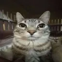 sutsjte