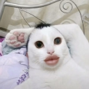 avatar Floofeetato