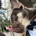 ninjanetwork