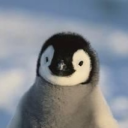 Pengy_yay