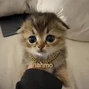 naj.hq