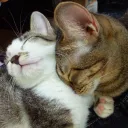 meowcats_play
