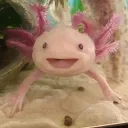 gazefrogboy