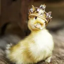 ducklikewitch
