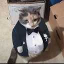 avatar 🐱