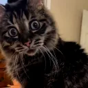 kittyinquiry