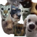 mikaelisfa
