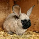 realpuggy avatar