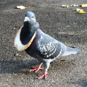 avatar Gołomp kurierski