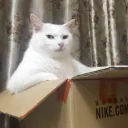 qqquvvnppp7174
