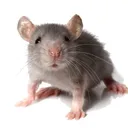 mouseplayer2saz