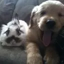 capyblapp