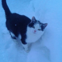 avatar 𝘿𝙚𝙖𝙩𝙝𝙨𝙞𝙣𝙜𝙚𝙧_𝘽𝙂🇩🇪