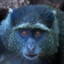 avatar BlueMonkey