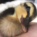 masterpato1377