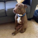 avatar 𝐅𝐢𝐳𝐳