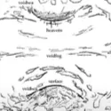 cephalopod___1