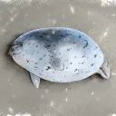 mouldy_seals