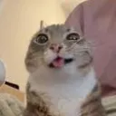 sapodei