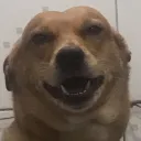jacksolut