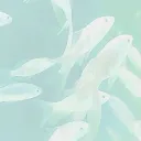 .mew26