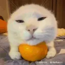 Finnkko