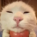 Finnkko