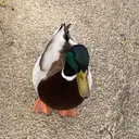 ducky510984