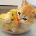 ducky510984