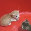 imscared.exe